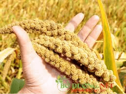 Ordinary polished rice