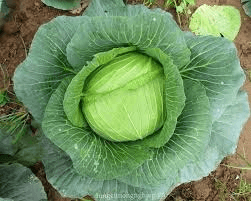 Cải bắp
