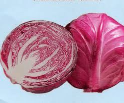 Cabbage, red
