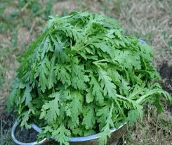 Chrysanthemum. crown-daisy