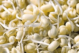 Sprout of soybeans