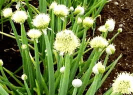 Hành lá (hành hoa)