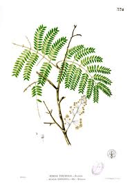 Tamarind, leaves