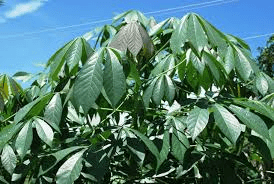 Cassava leaves