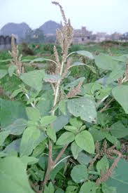 Rau giấp cá, diếp cá