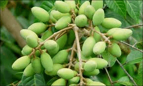 Tỏi tây (cả lá)