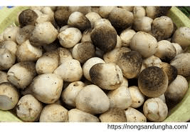 Mushroom, Chinese, raw