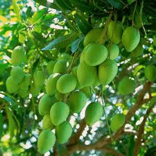 Mango, common; Indian mango, unripe