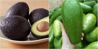 Avocado, green