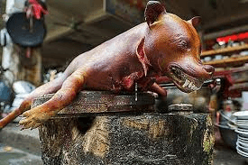 Thịt bồ câu ra ràng