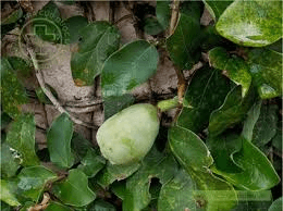 Hare rabbit (field or wild)