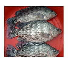 Tilapia, African carp