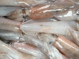 Cuttle fish, raw (Squid)