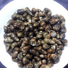Marble snail, edible