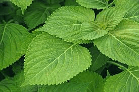 Sweet potato, leaves