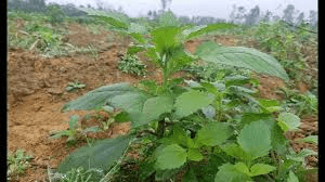 Perfume pagoda wild plant